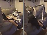 Ревнивый пёс скинул кошачьего конкурента с дивана и занял его место возле хозяйки ▶