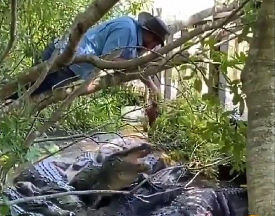 Смельчак, забравшись на ветку дерева, покормил стаю крокодилов