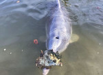Умный дельфин повадился менять «дары моря» на еду 1