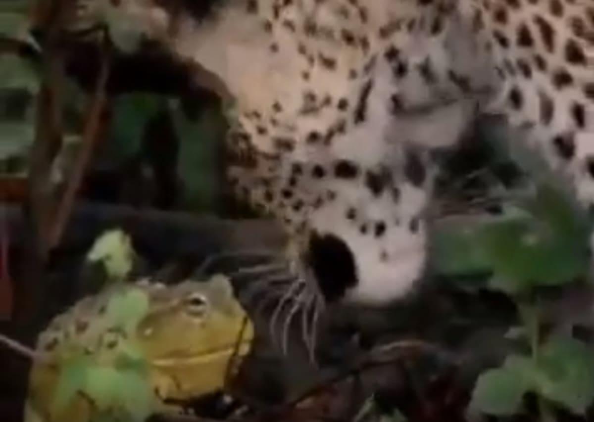 Жаба отстояла у леопарда свою неприкосновенность