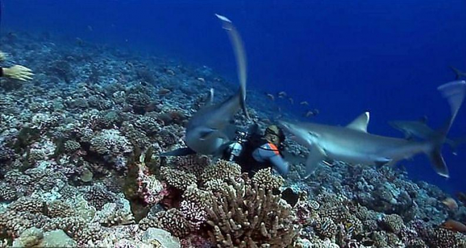 Акула попыталась стащить маску с лица дайвера у побережья Полинезии (Видео)