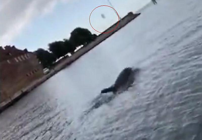 Дельфин, «жонглирующий» медузой, сопроводил лодку туристов возле датского острова ▶