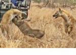 Гиена, вмешавшись в охоту леопарда на свинью, оставила без обеда дикую кошку ▶
