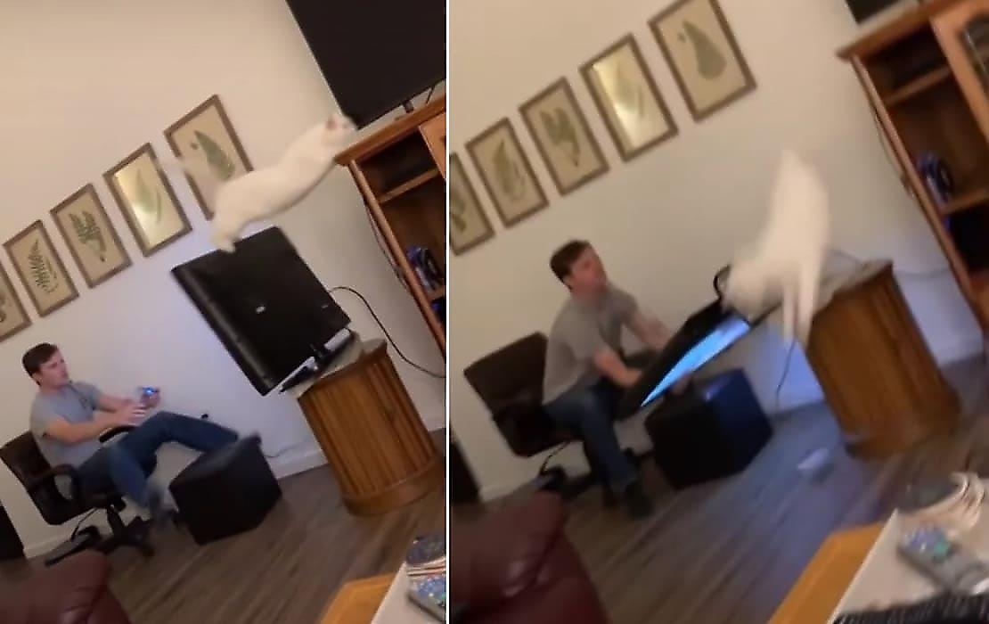 Хозяин прыгучего кота успел поймать сброшенный питомцем телевизор - видео