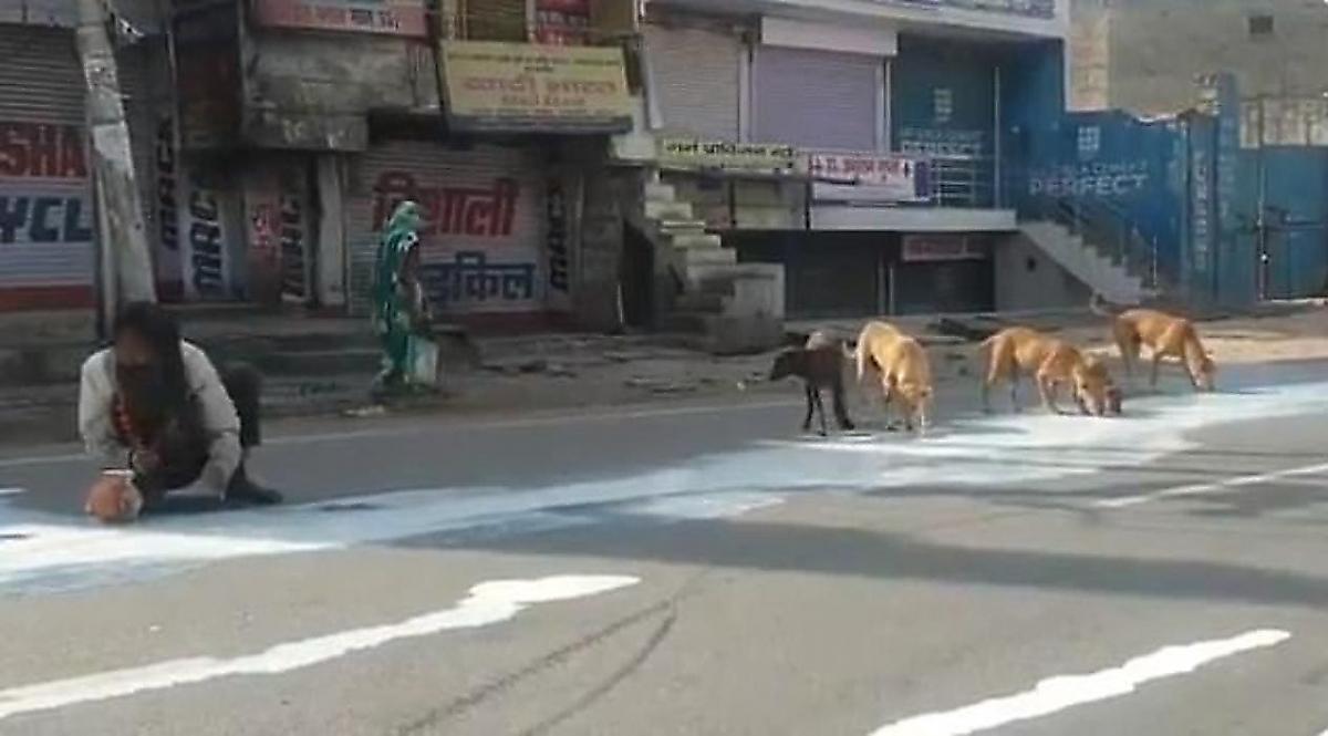 Индиец и собаки собрали молоко, вытекшее на мостовую из перевернувшегося цистерновоза