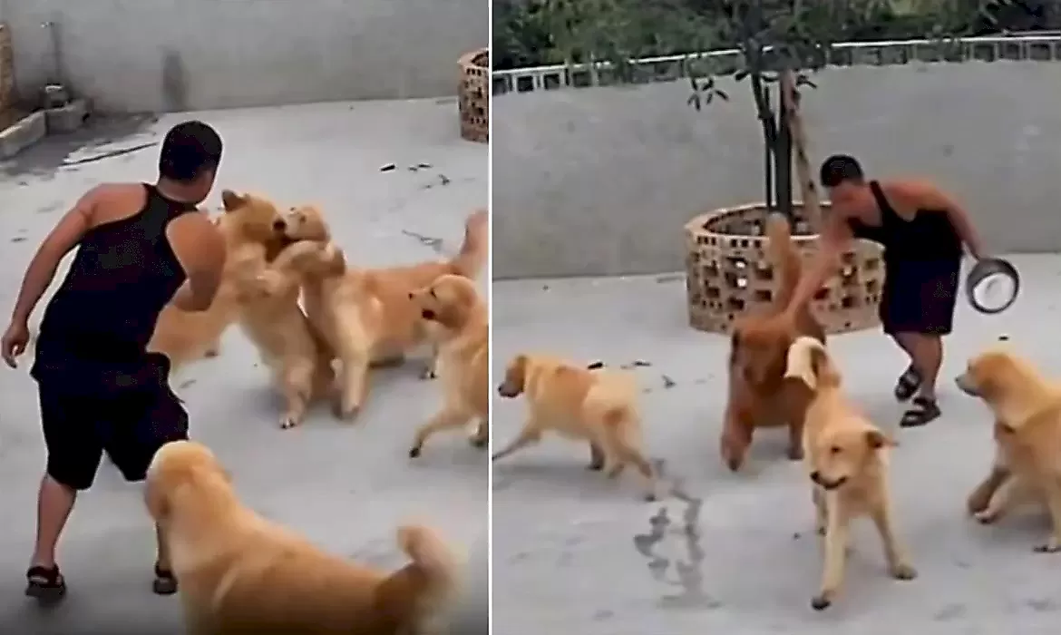 Китаец использовал проверенный способ, чтобы разнять щенков - видео