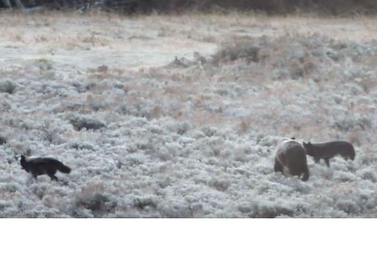 Медведь прибился к волчьей стае, чтобы пережить зиму
