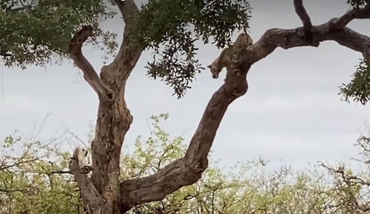 Охота терпеливого леопарда, атаковавшего с дерева антилопу, попала на видео в ЮАР