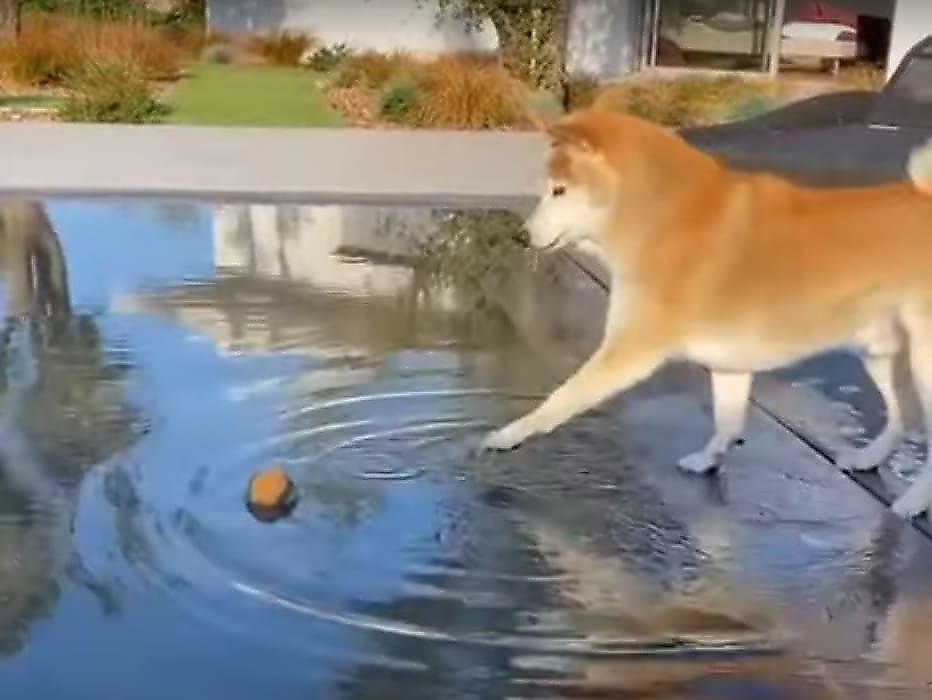 Пёс, не желая мочиться, перешёл на лай, чтобы достать мяч из бассейна