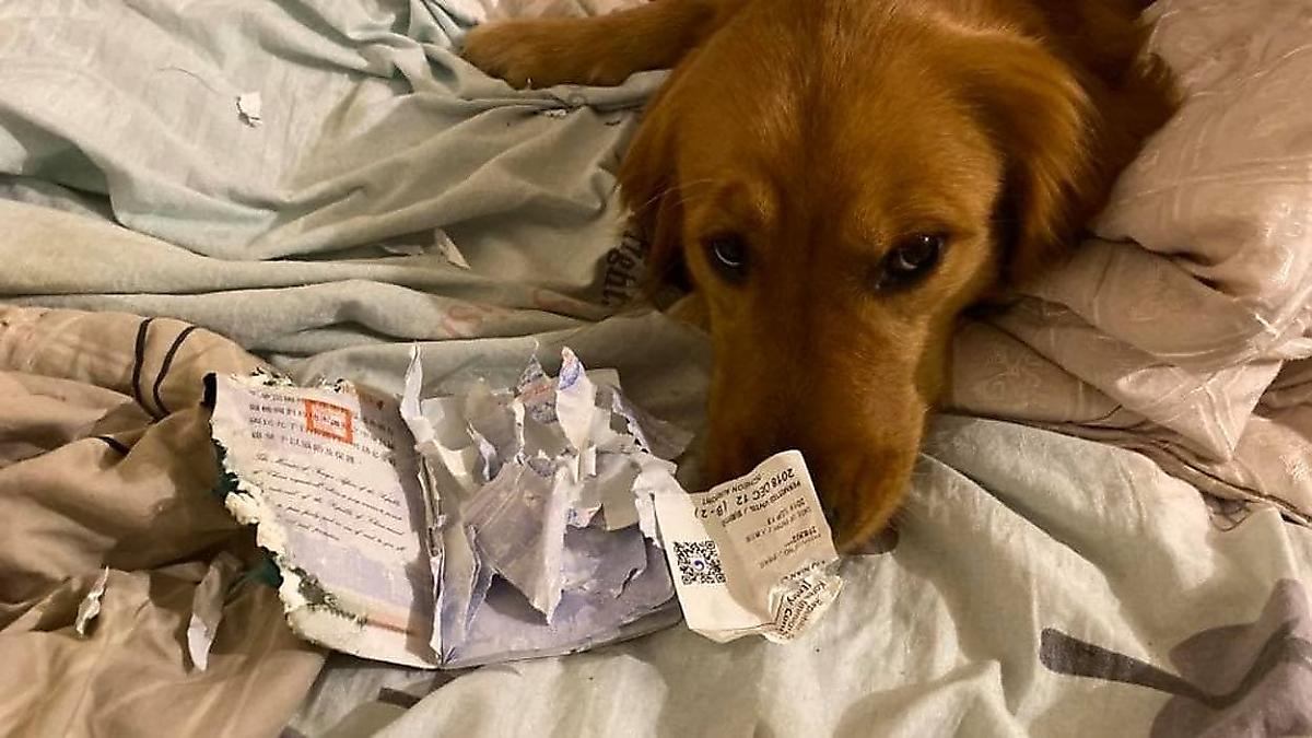 Пёс, разорвав паспорт, спас свою хозяйку от поездки в охваченный эпидемией город