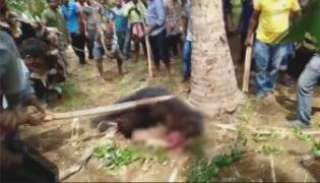 В Индии забили насмерть косолапого убийцу, напавшего на 7-х человек (Видео)