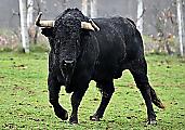 Велосипедист чудом спасся от разъярённого быка в США