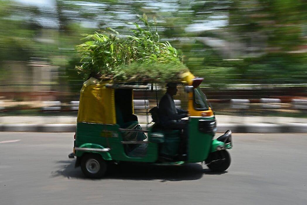 Водитель моторикши вырастил натуральный «кондиционер» на крыше, чтобы победить жару в Дели