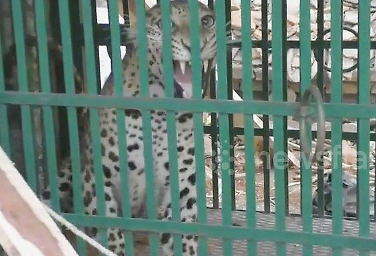 Индийский фермер запер леопарда, проникшего в его дом