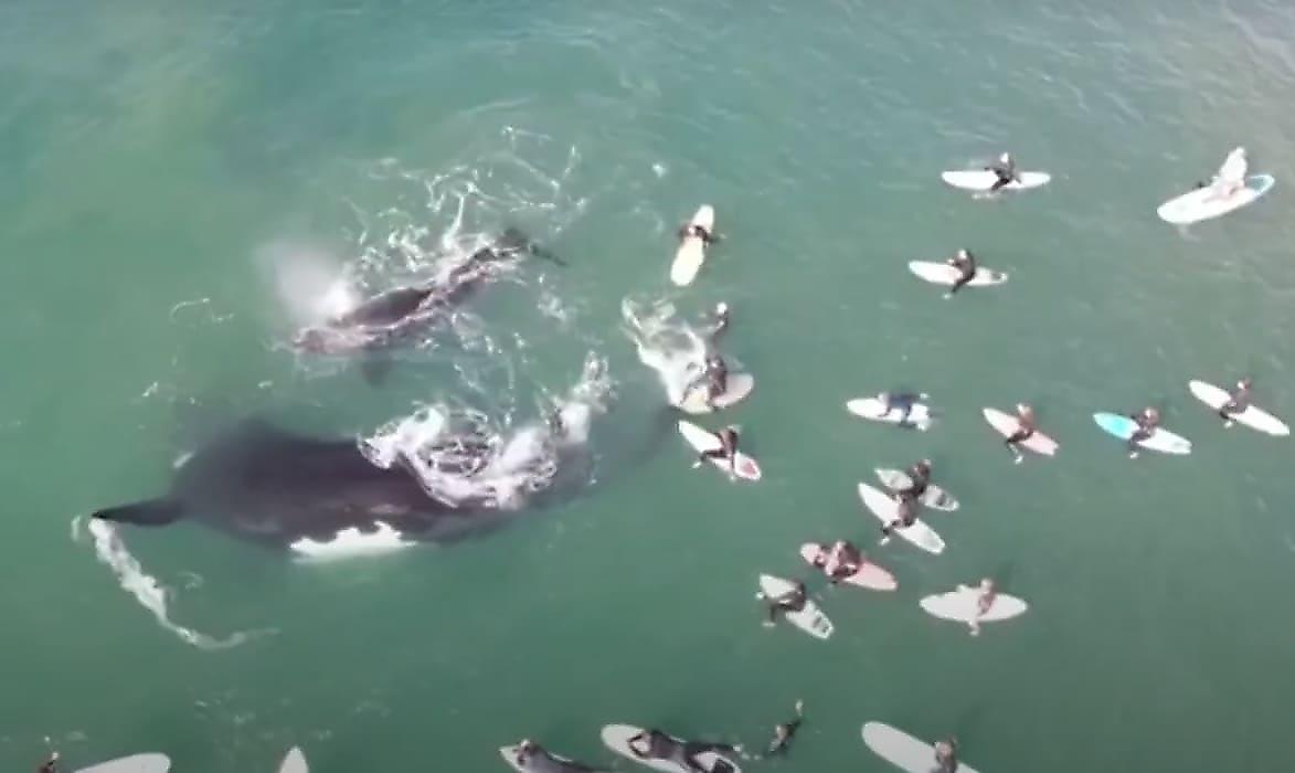 Беспечные туристы окружили кита с детёнышем у австралийского побережья