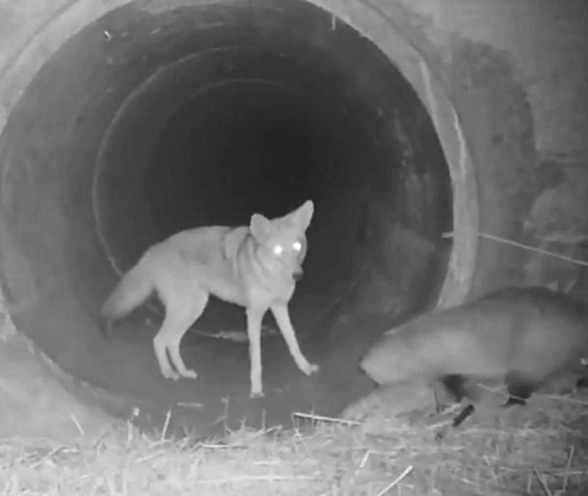 Два закадычных друга: койот и барсук попали на видео в Калифорнии
