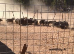 Фермер заманил в ловушку 148 диких свиней, уничтожавших его урожай ▶