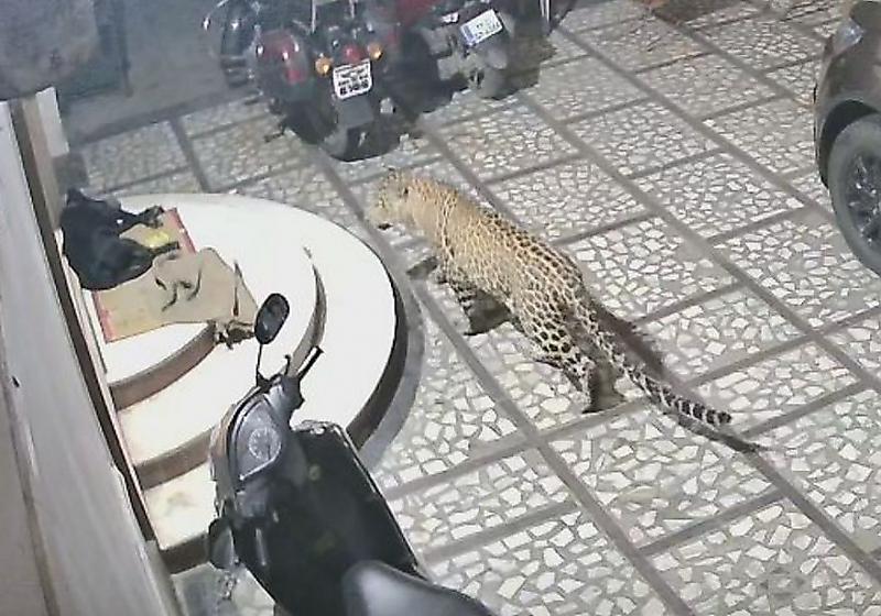 Леопард встретил агрессивное сопротивление от собаки, не пожелавшей становиться его обедом ▶
