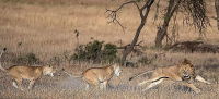 Битву за потомство между львами и львицами сфотографировал африканский гид 4