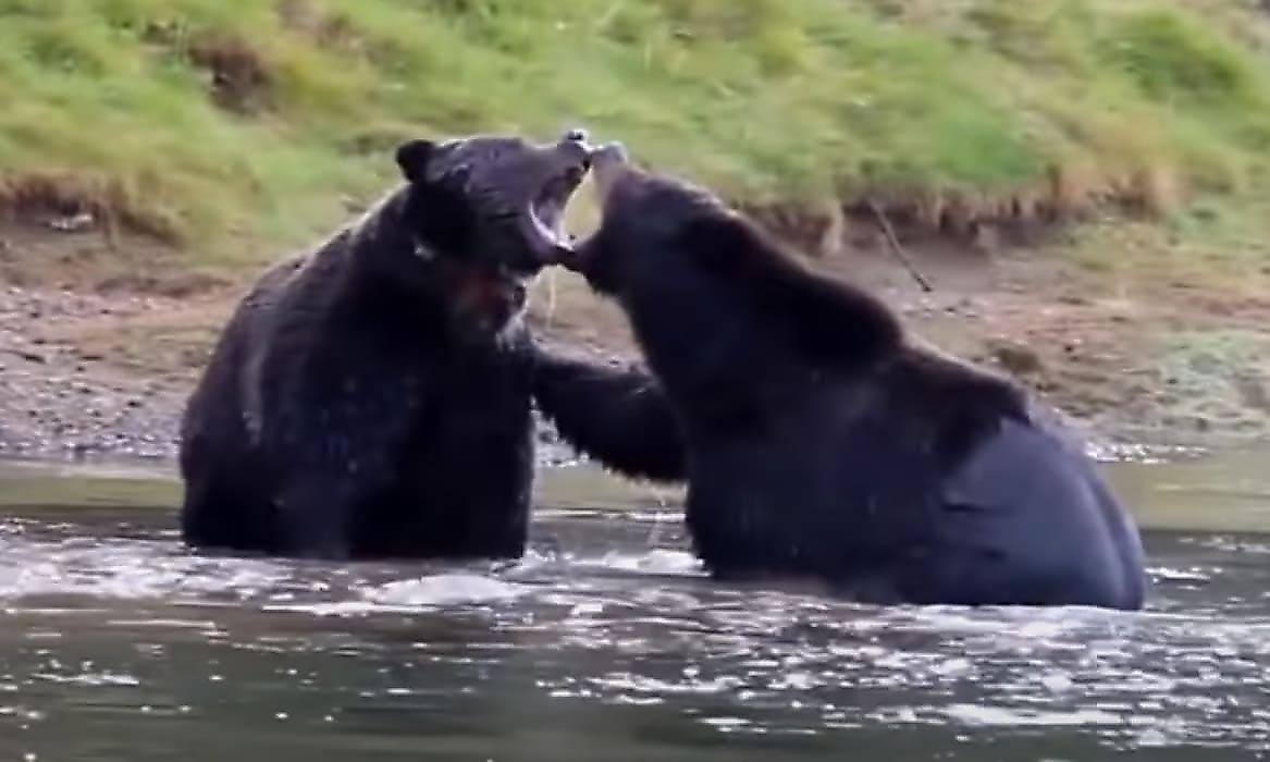 Медведи, не поделив тушу лося, устроили схватку в реке - видео