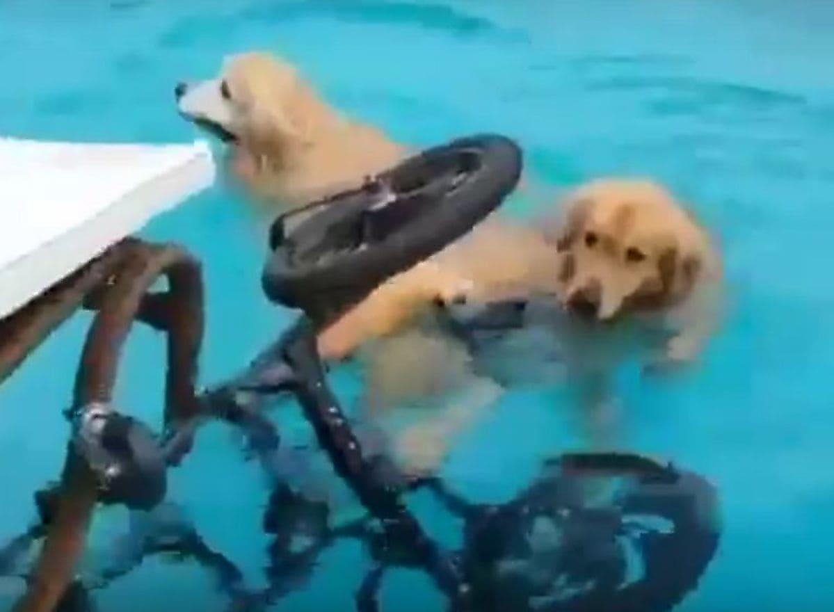 Пёс, сбежав от хозяйки, нырнул в бассейн вместе с инвалидной коляской