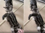 Ревнивый кот, укусивший сородича за зад, попал на видео в Китае