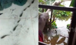 В сезон муссонных дождей рыба обживает жилища местных жителей в Индии (Видео)