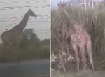Жирафы совершили дерзкий побег из застрявшего в пробке грузовика в Тайланде
