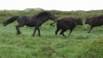 Дартмурский пони поверг в бегство быка в Британии (Видео)