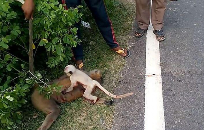 Детёныш обезьяны отказался покидать попавшую под машину мать в Индии (Видео)