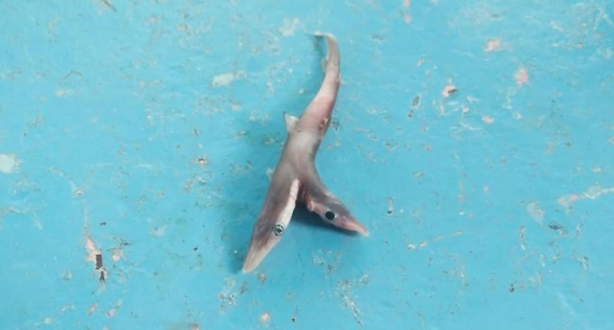 Индийский рыбак выловил двухголового детёныша акулы