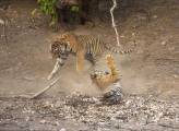 Молодая тигрица напала на взрослого тигра в индийском заповеднике (Видео) 2