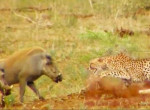 Отважные бородавочники напали на самку гепарда и удивили туристов в ЮАР