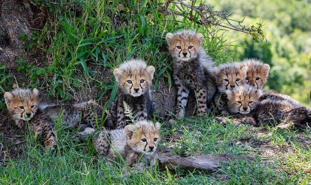 Плодовитая самка гепарда родила семерых детёнышей в заповеднике Масаи-Мара ▶