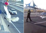 Поражённый током лебедь пешком продолжил путешествие по китайской магистрали - видео