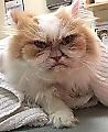 Злой кот: в сети появилась замена знаменитой сердитой кошки ▶ 0