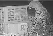 Индийские зоологи вернули детёныша самке леопарда