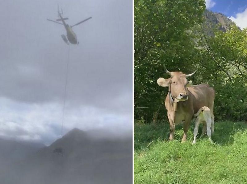 Беременную корову, сняв со склона в Пиренеях, на вертолёте доставили к ветеринару ▶