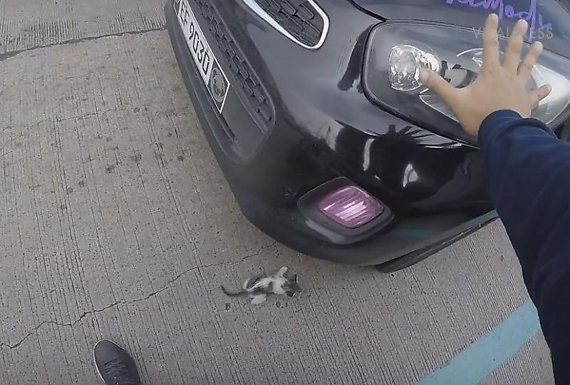 Филиппинские мотоциклисты спасли котёнка, вытащив его из-под колёс автомобиля ▶