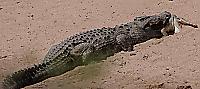Крокодил сожрал заживо сородича на глазах у туриста 0