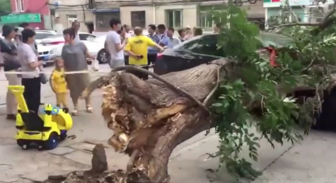 Массивное дерево, упавшее на капот автомобиля, чуть не раздавило водителя в Китае (Видео)