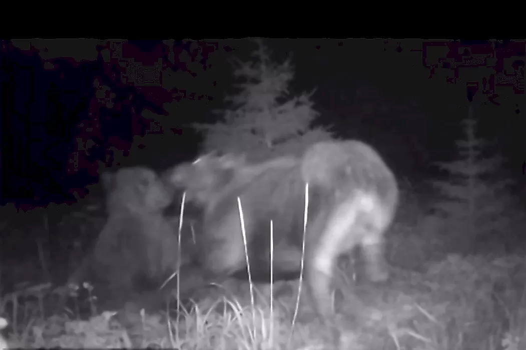 Медведь и волк напали на лосиху с детёнышем и попали на видео на Аляске