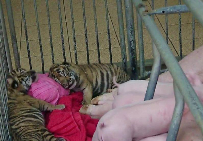 Свиноматка по очереди кормит поросят и тигрят в тайском зоопарке ▶