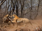 Тигрица напала на свою мать на глазах у туриста в Индии 1