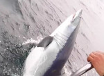 500-килограммовая акула клюнула на удочку рыбака у побережья Уэльса - видео
