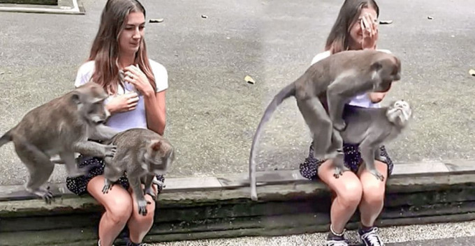 Две любвеобильные обезьяны смутили молодую туристку в Индонезии