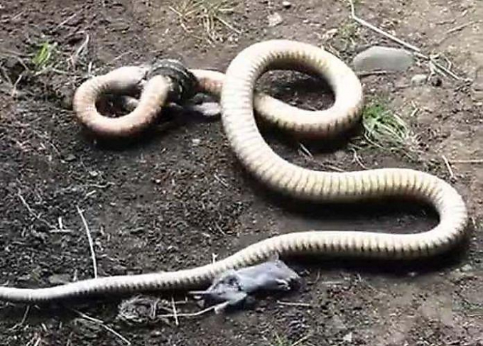 Две змеи не поделили крысу на глазах у шокированного австралийца ▶