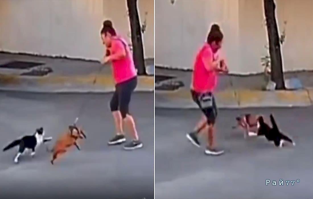 Хозяйка таксы еле вырвала своего пса из лап кошачьего хищника: видео