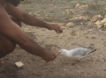 Избавление прожорливой чайки от рыбацкого крючка попало на видео в Австралии