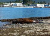 Морской лев четыре дня путешествовал по городу на Аляске (Видео) 6